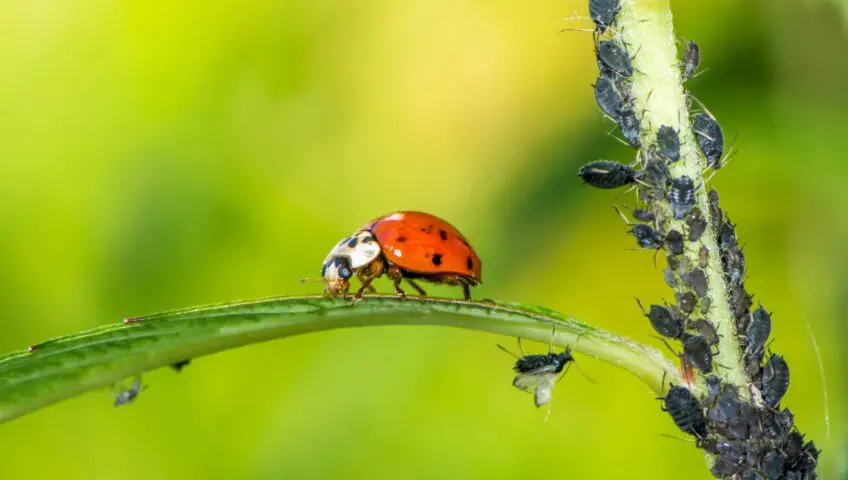 A ladybug on a plant with a bunch of aphids