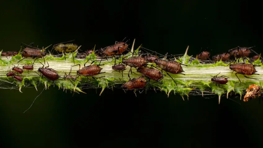 Aphids on a plant stem.