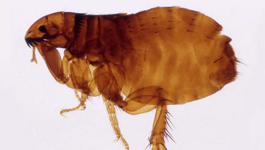 Closeup of a flea