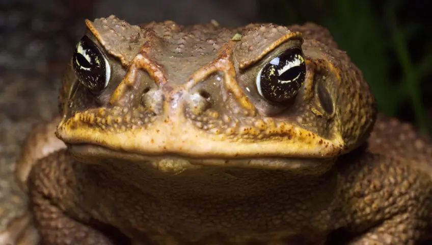 Cane toad's face