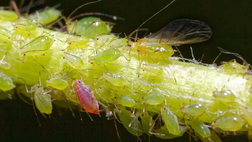 Aphids on a plant stem