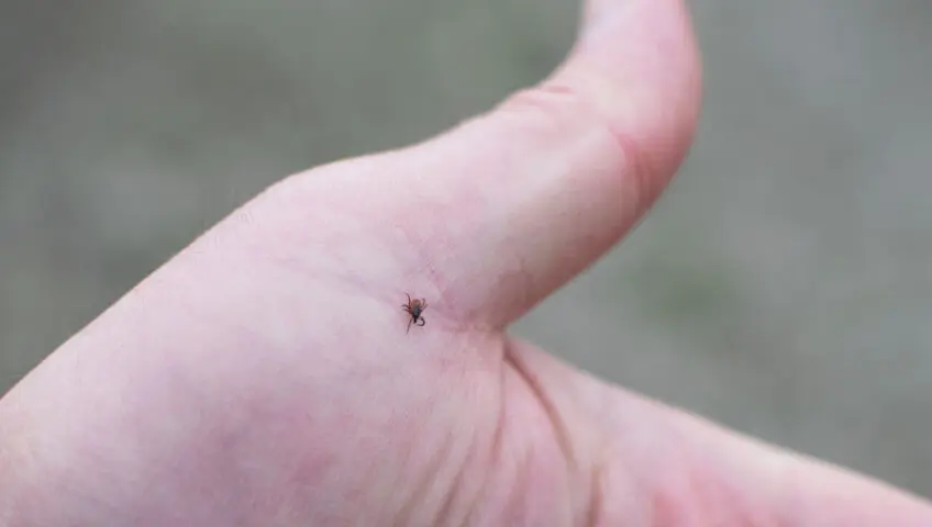Tick on a human hand