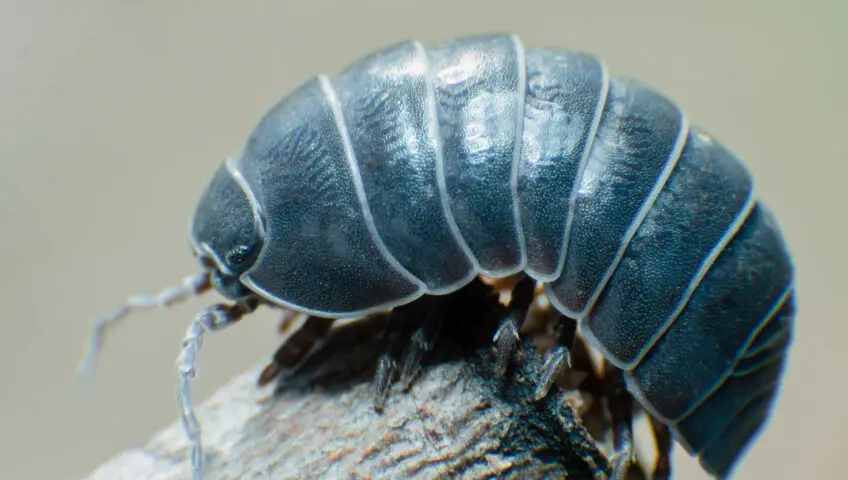 Pill bug