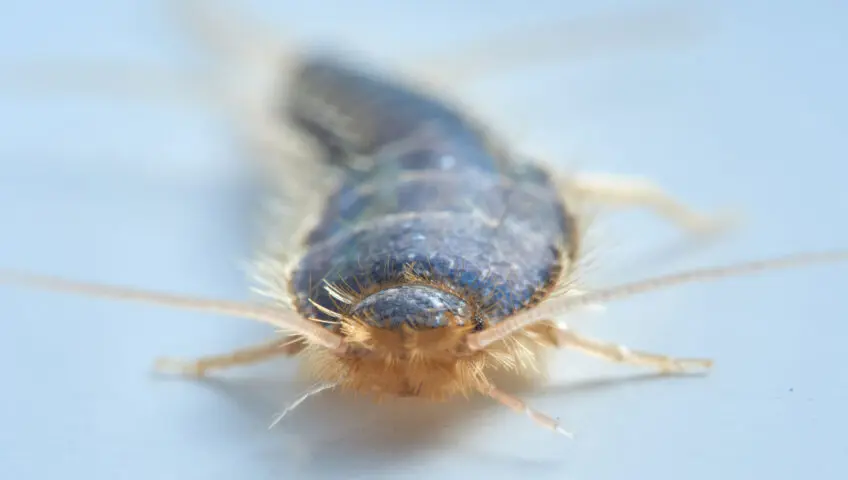 Silverfish closeup