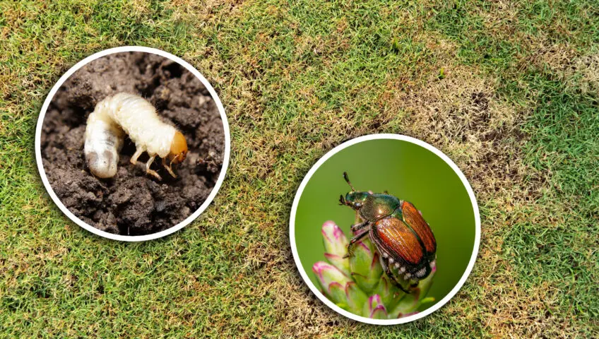 damaged grass and pests