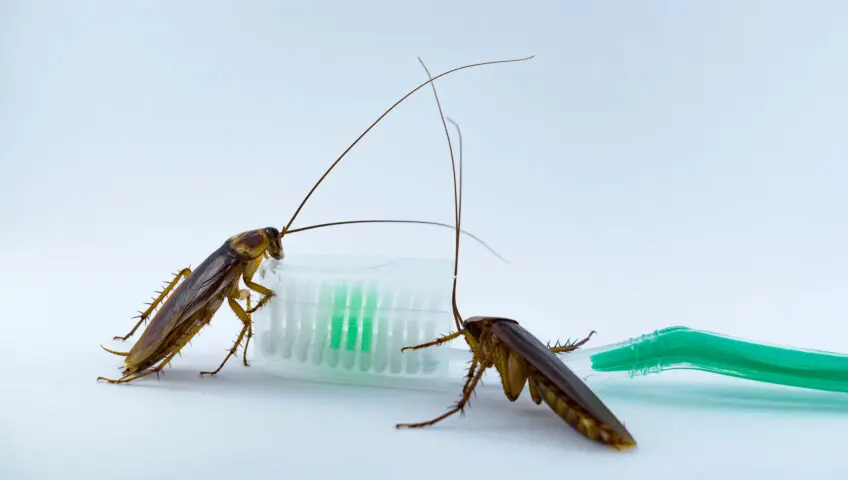 Roaches on toothbrush