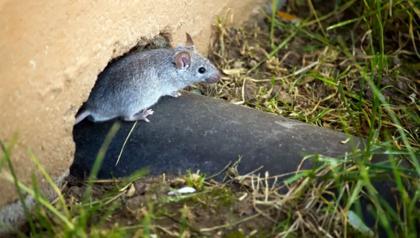 Mouse standing on a pipe coming from a house foundation