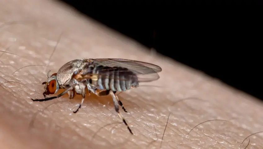 A biting fly on human skin