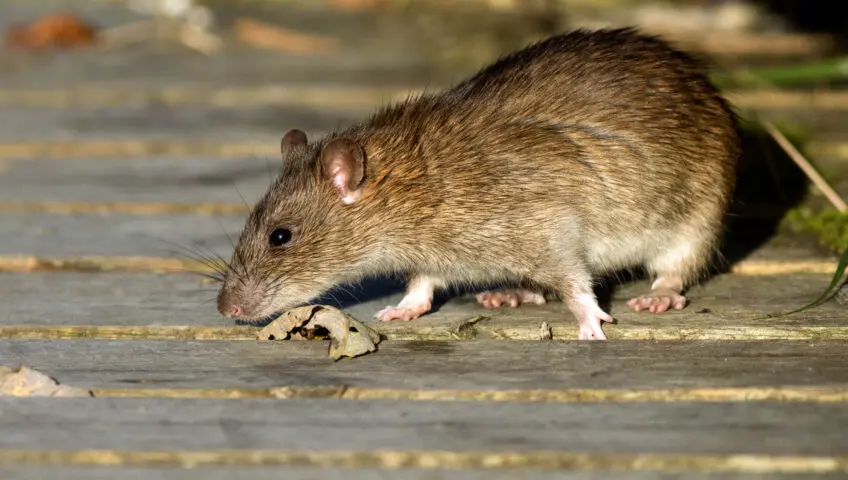 Brown rat on a deck