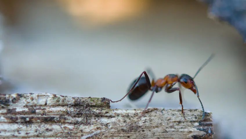An ant on a piece of wood