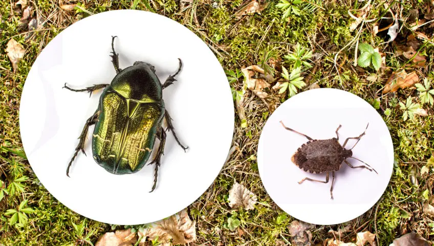 Side-by-side of a beetle and a bug