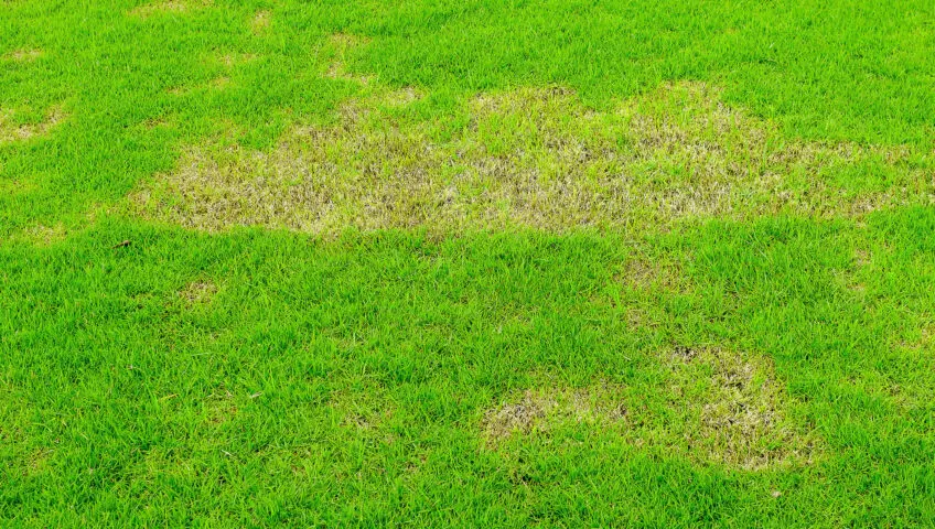 Brown patches on a lawn