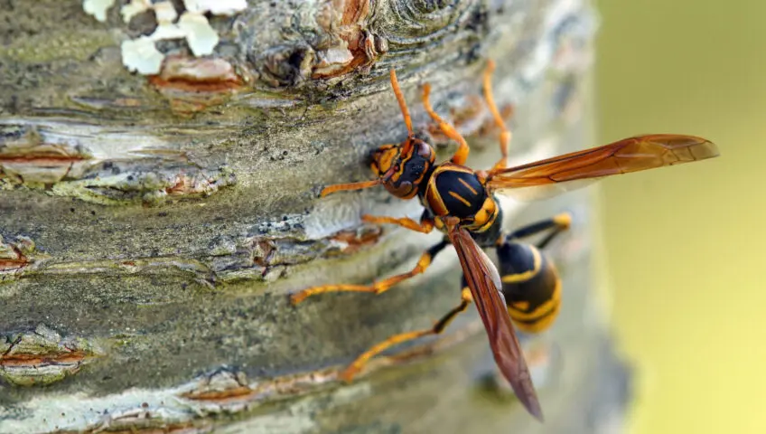 A wasp on the bark of a tree