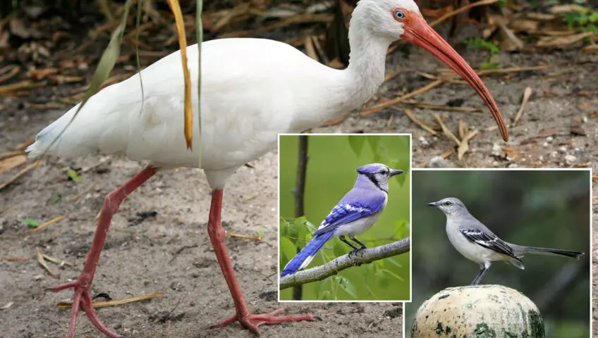 An ibis, a blue jay and a mockingbird