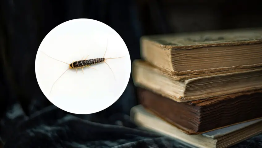 Closeup of a silverfish next to a pile of old books