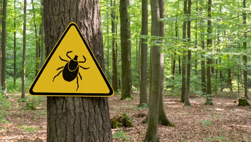 A sign warning about ticks in a forest