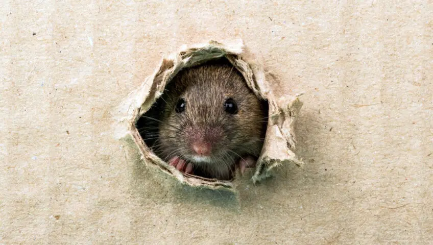 A rat sticking its head through a hole in cardboard.