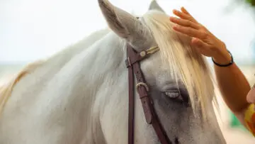 A woman's hand petting a horse on the head