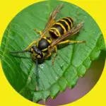 Yellow Jacket on Leaf