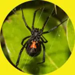 Black Widow Spider on Leaf