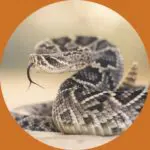 Image of Diamondback Snake. A dangerous snake in Florida