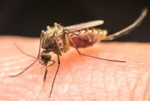 Mosquito biting a person