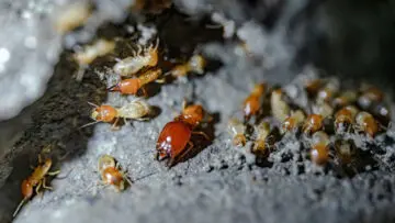 A bunch of termites in the dirt