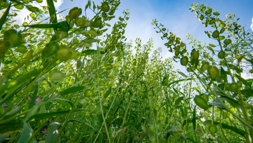 A collection of weeds