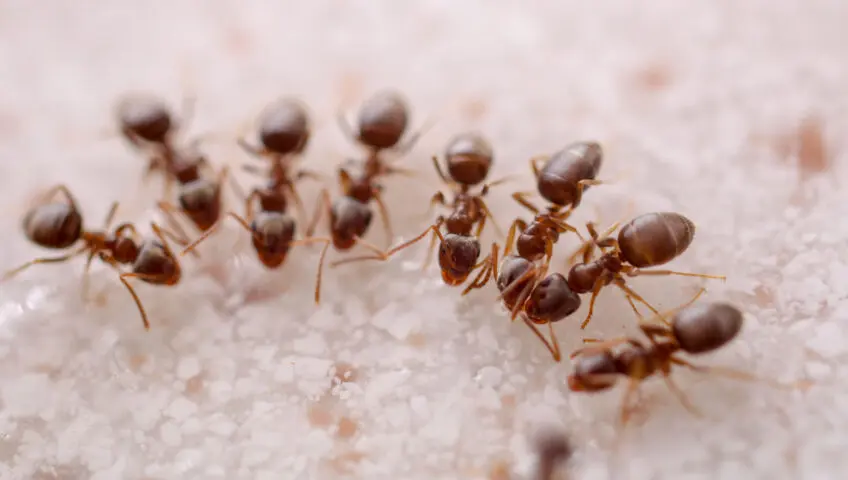 Ants feeding on sugar