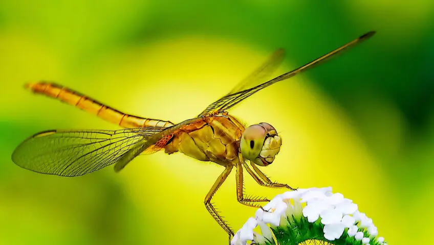 A dragonfly resting on a plant