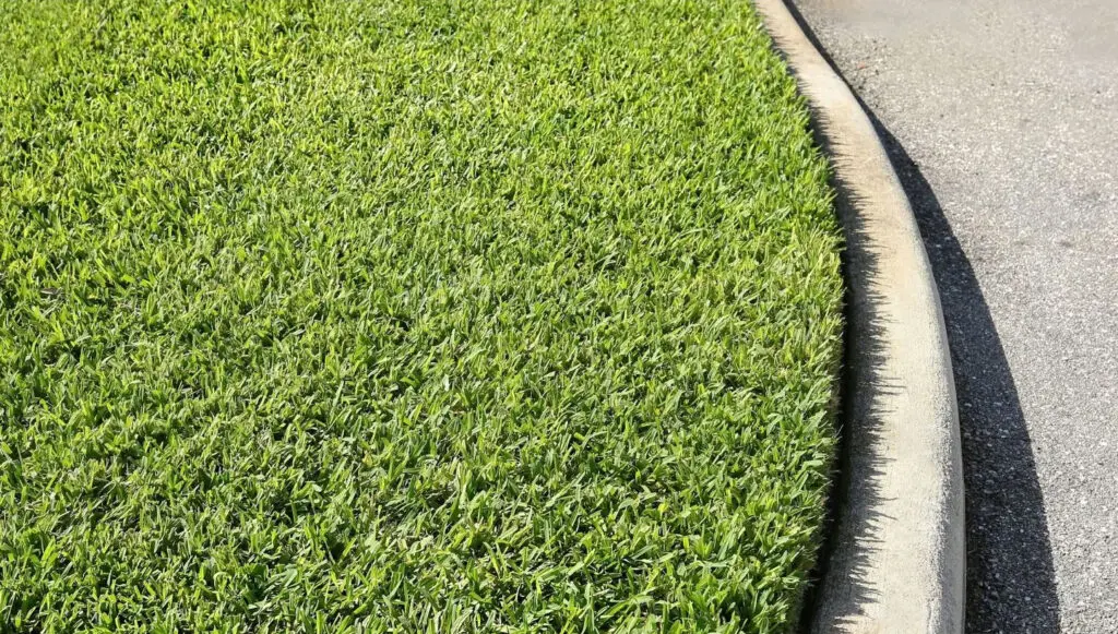 augustine – Slug-A-Bug Pest Control Thick St. Augustine grass next to a curb.