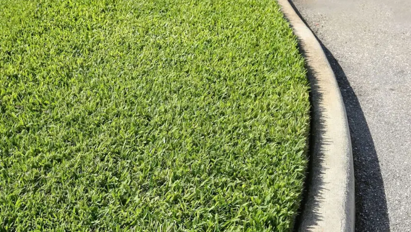 Thick St. Augustine grass next to a curb.