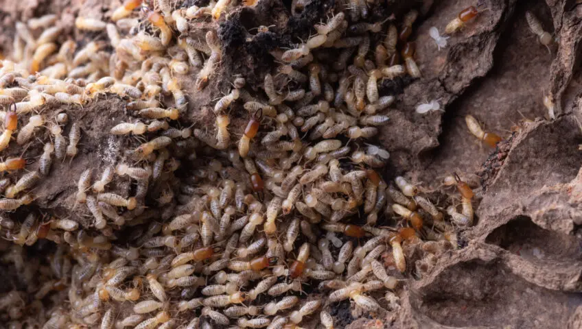 A colony of termites on a piece of damaged wood.