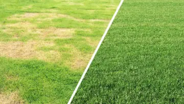 A lawn with brown patch fungus next to a healthy lawn