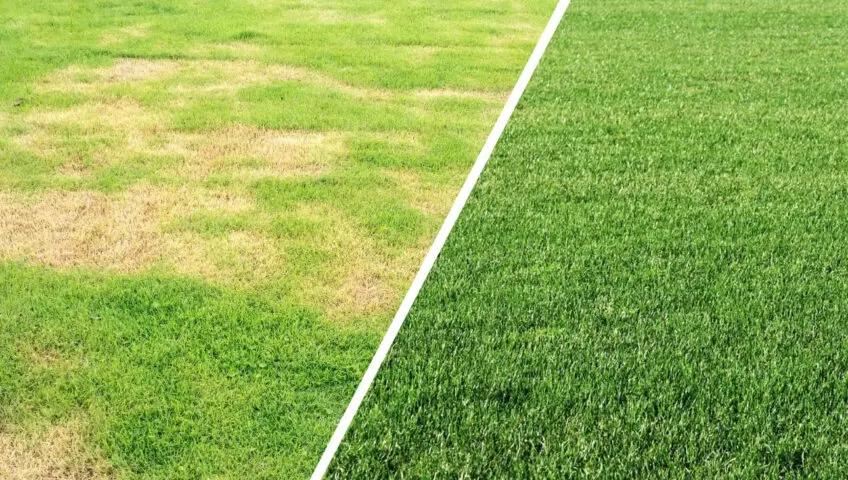 A lawn with brown patch fungus next to a healthy lawn