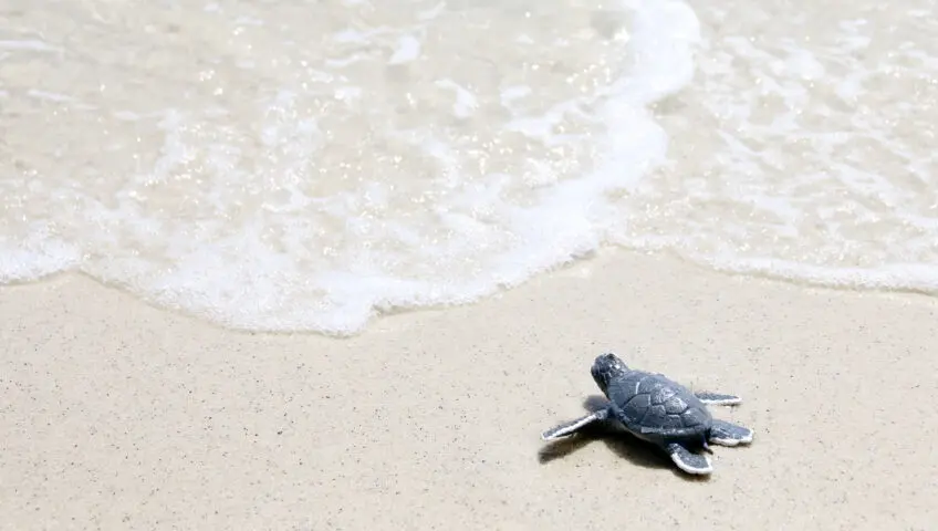 A newly hatched sea turtle heading into the ocean