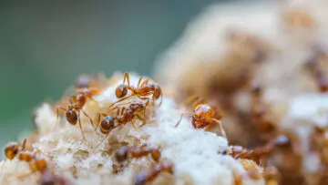 Closeup of fire ants