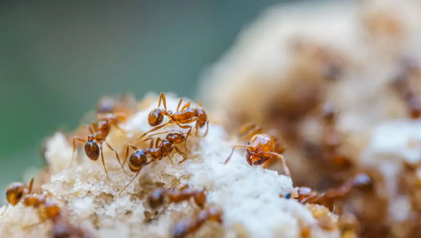 Closeup of fire ants