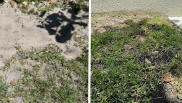 Take-All Root Rot
