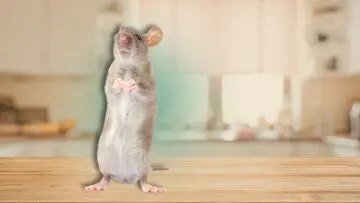 types of florida rodents