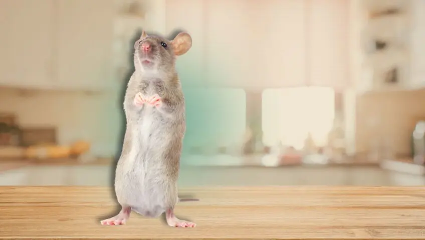 types of florida rodents