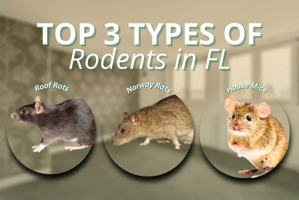 why rodents are common in fl