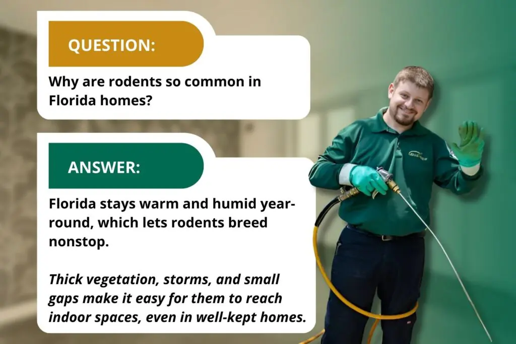 why rodents are common in fl