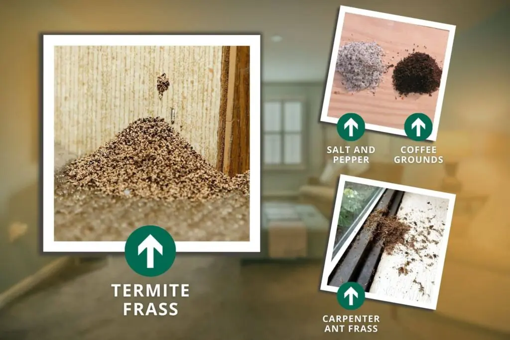 termite droppings frass 1 – Slug-A-Bug Pest Control termite droppings frass vs not frass