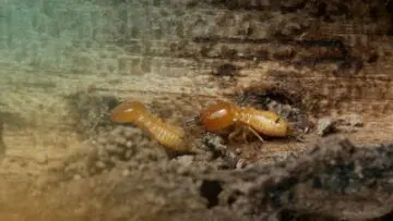 termite droppings frass