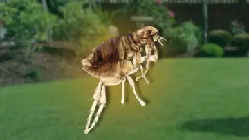 grass treatment for fleas