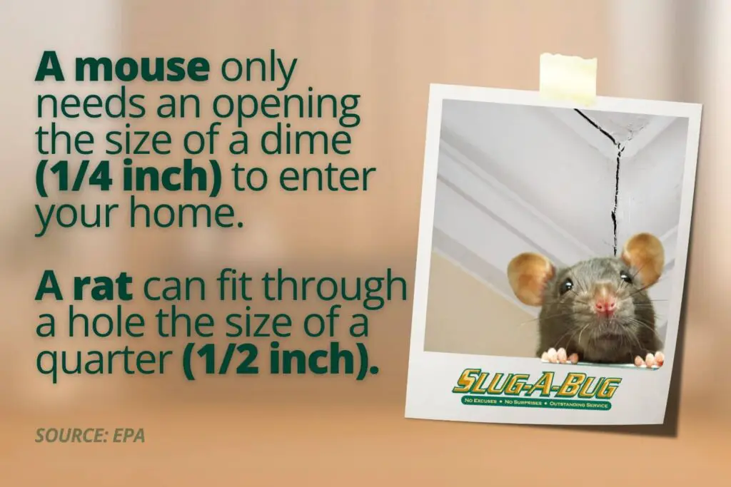 rodent proofing your house 1 – Slug-A-Bug Pest Control why professional rodent-proofing is important