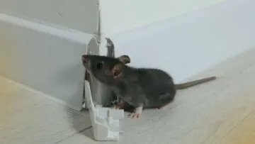 rodent proofing your house 1
