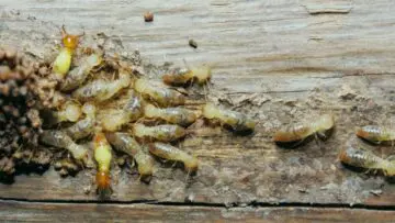 florida termites prevention and treatment
