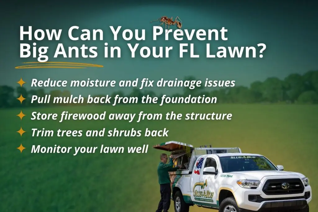 prevent big ants in florida – Slug-A-Bug Pest Control how to prevent big ants in your florida lawn